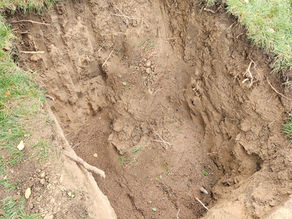 Should I Dig a Square Hole When Planting a Tree?