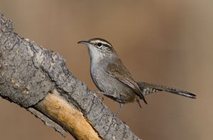 Bewick's Wren - Photo by Steve Ting