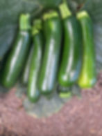 'Dark Star’ zucchini is a water thrifty variety
