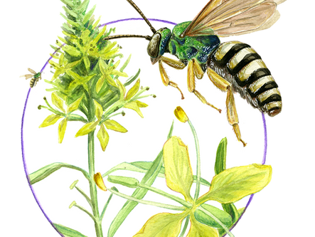 Agapostemon coloradinus, Colorado Striped Sweat Bee