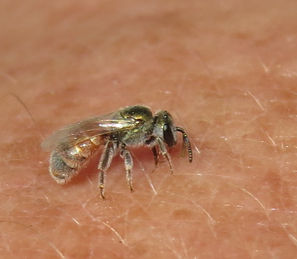 The sting of a sweat bee, genus Lasioglossum is rated #1 - “light & ephemeral”