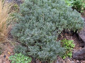 Pruning Lavender