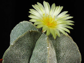 How to get indoor cactus to bloom?