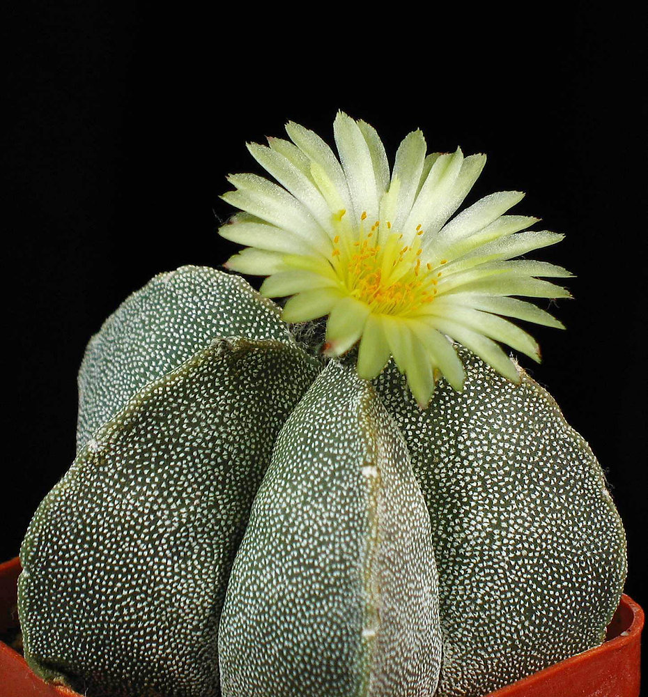 How to get indoor cactus to bloom?