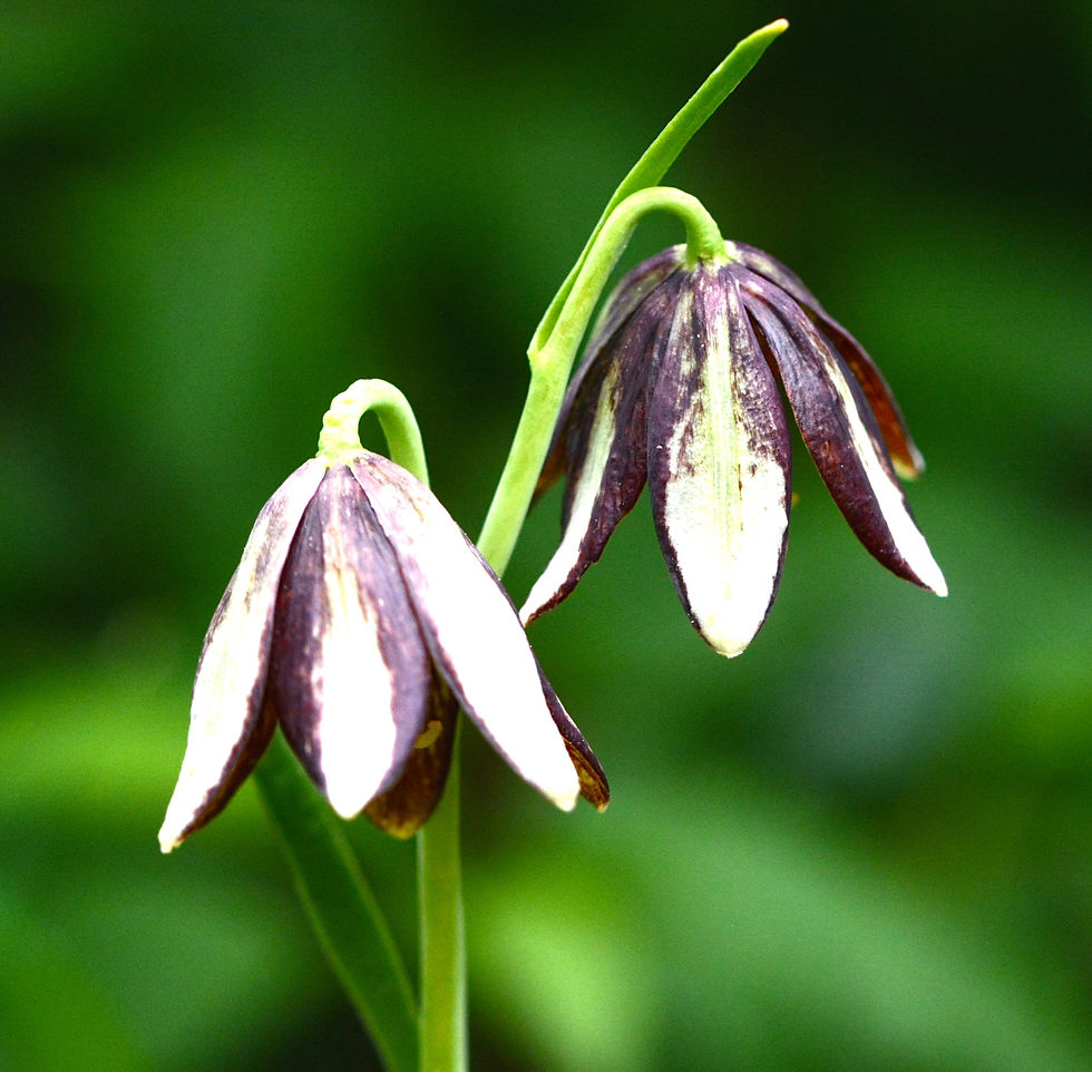 Fritillaria Biflora