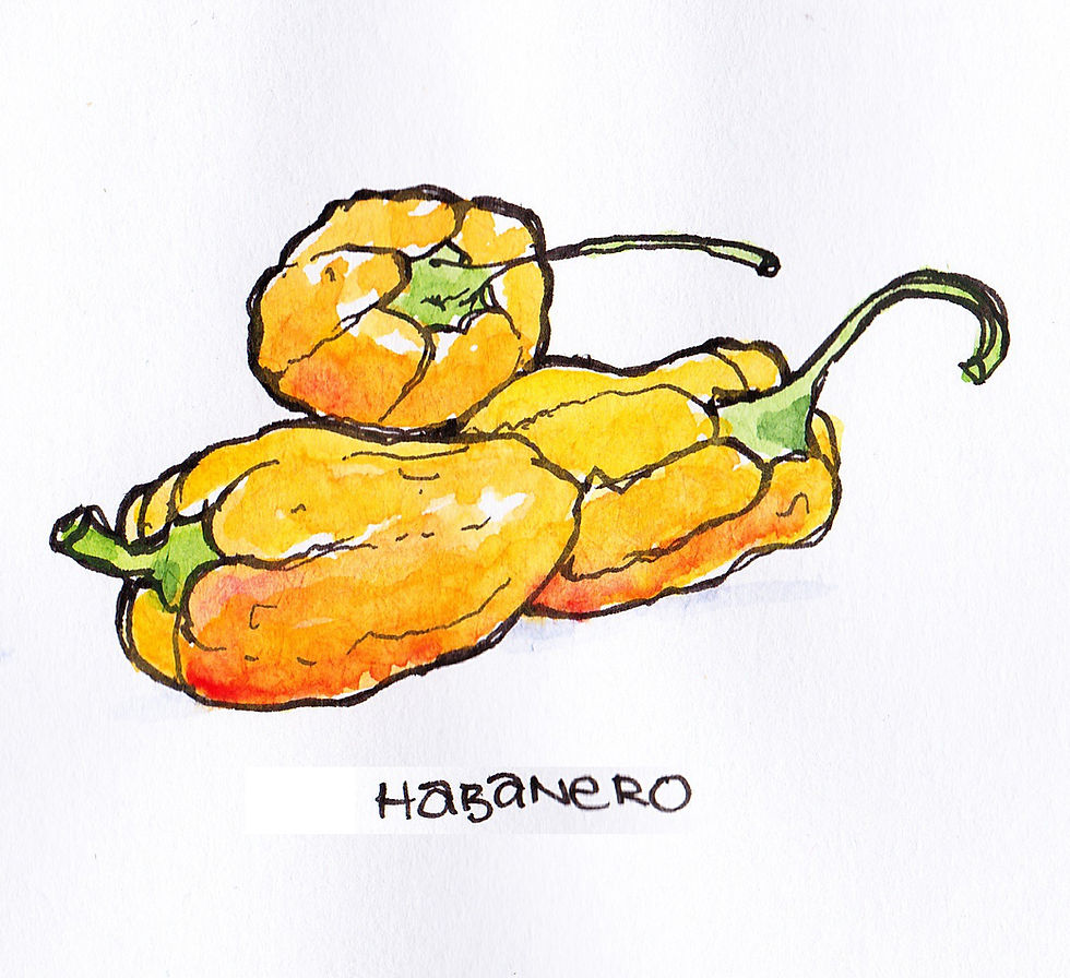 Vegetable Garden Illustration - Peppers