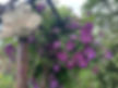 Clematis jackmani.jpeg