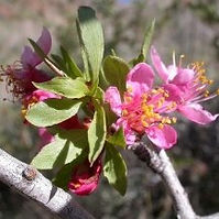 Desert Peach (Prunus andersonii)