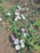 Bindweed Control without Herbicides
