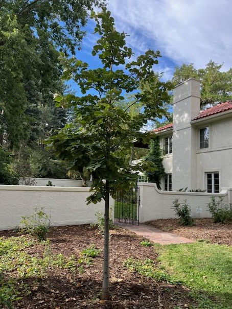 Denver Tree Planting