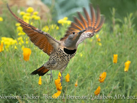 Letter to Protect Birds Sent to the Hill