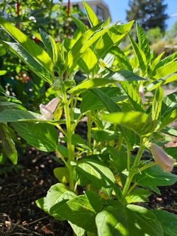 Historic-Montclair-Community-Garden-20260814_103330