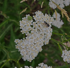 Yarrow-pollinator-20240627_174834_edited