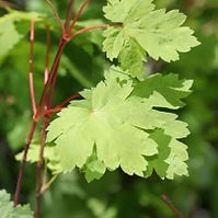 Rocky Mountain Maple (Acer glabrum)