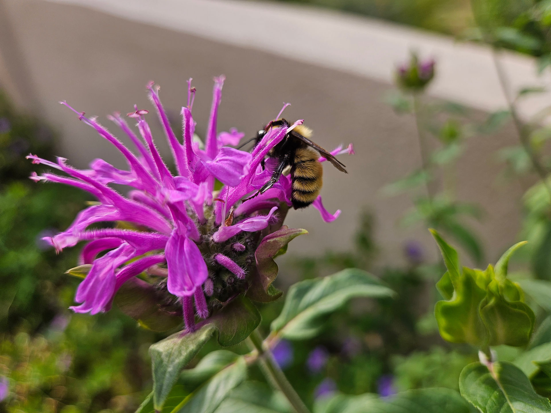 Edible Native Plants for Colorado