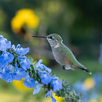 Hummingbird-Wash-Park-.jpg