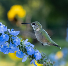 Hummingbird-Wash-Park-.jpg