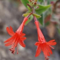Hummingbird-Trumpet (Epilobium canum)
