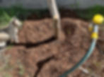 Deva overseeing the deep root tree watering