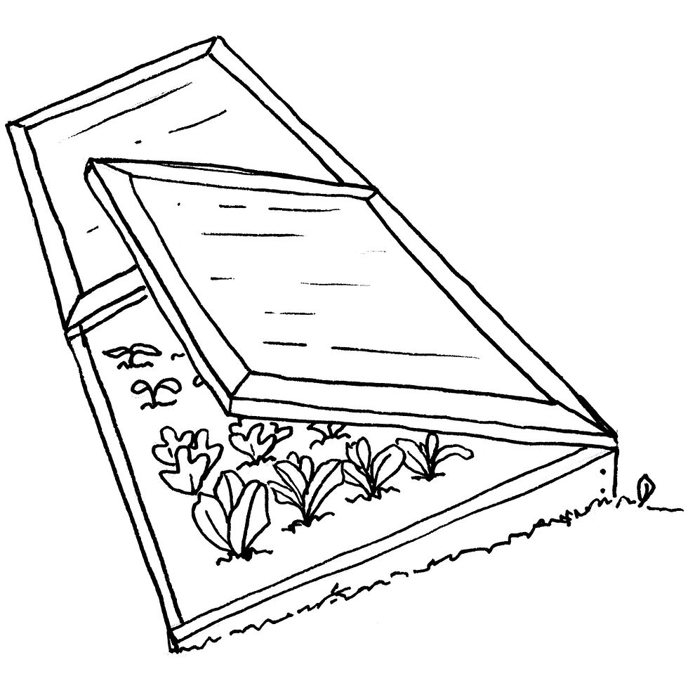 Garden Illustrator - Cold Frame Vegetables by Idelle Fisher