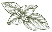 Basil-Icon.png