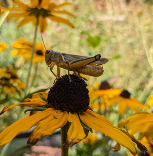 Garden Strangelove - or - How I learned to stop worrying and love grasshoppers