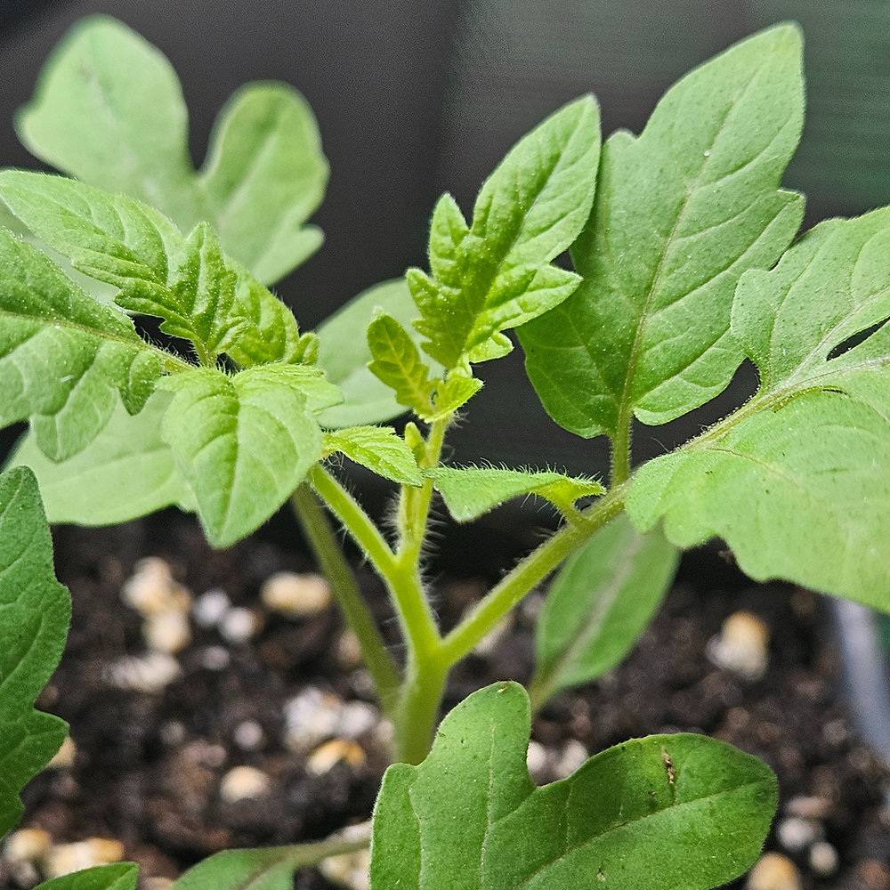When to start tomato seeds indoors
