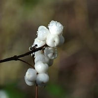 Creeping Snowberry  (Symphoricarpos mollis)