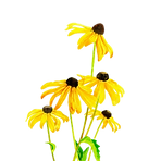 Black Eyed Susans