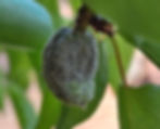 Frost-damaged Apricot