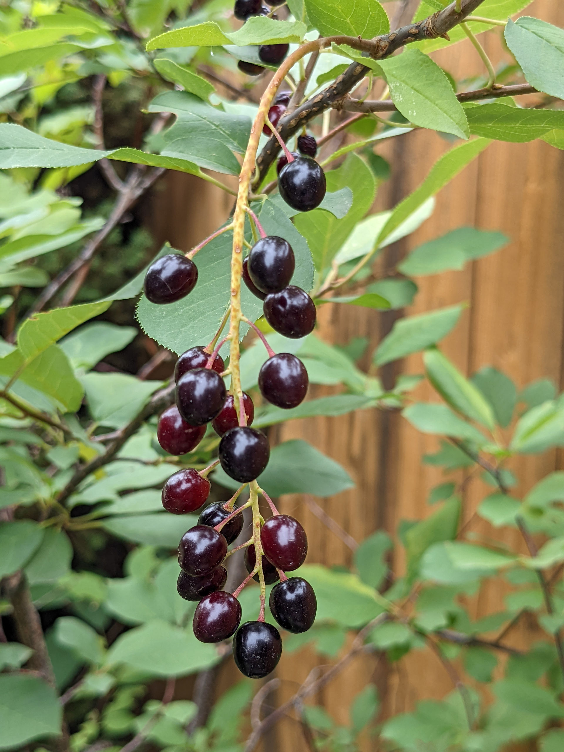 Edible Native Plants for Colorado