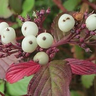 Red Osier (Dogwood) (Cornus sericea)