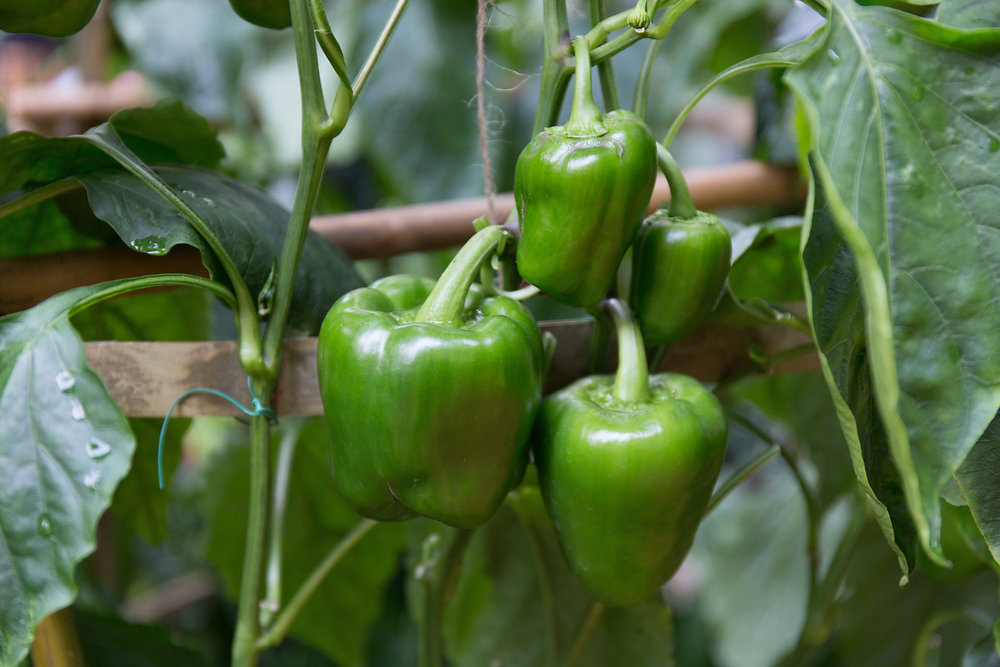Growing bell peppers in Colorado
