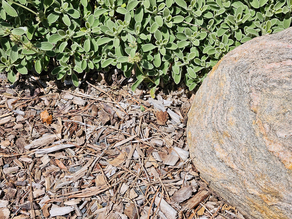 Refreshing Mulch in your garden