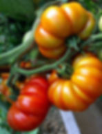 What is an heirloom plant?