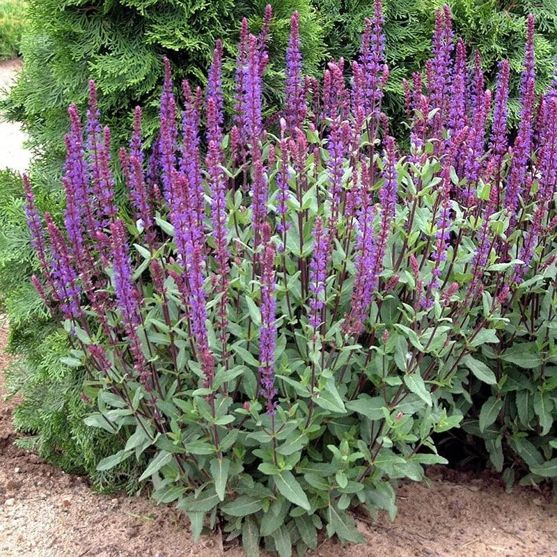 Salvia nemorosa 'Caradonna'