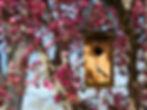 Where to hang bird houses