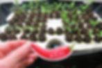 Sticker Designer: Sandia Seed sends out a sticker with every seed order!