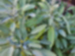 Culinary Mediterranean herbs like Sage are good low-water choices