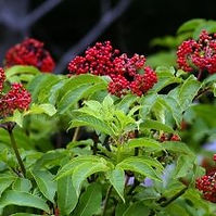 Red Elder (Sambucus racemosa)