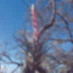 Tillandsia bromeliad growing on an oak in Puebla, Mexico