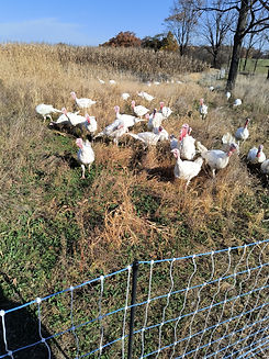 live turkeys outside.jpg