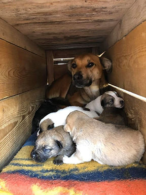 Hilfe für Hunde & Katzen aus Rumänien