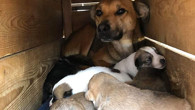 Help Dogs & Cats in Romania