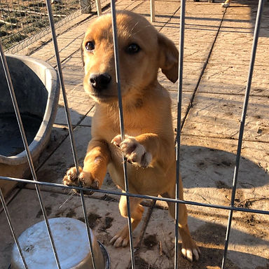 Not- & Quarantäneunterkunft für Hunde