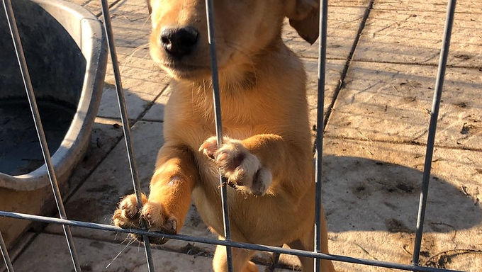 Not- & Quarantäneunterkunft für Hunde