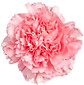 PinkCarnation560w.jpg
