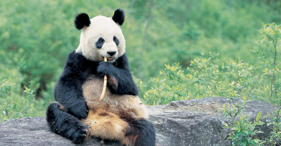 Giant Panda