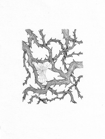 pen illustration of branches covered in thorns with spider web