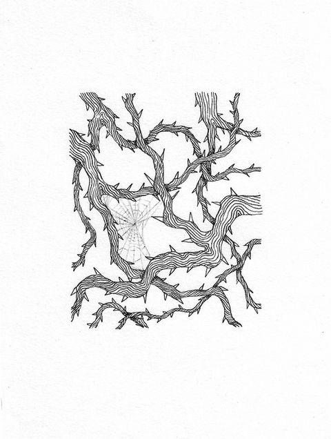 pen illustration of branches covered in thorns with spider web